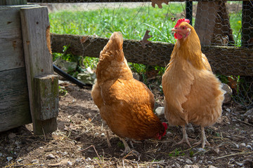 Chickens on Homestead - Farming - Hens