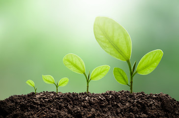 Green small tree showing development in sunlight in nature, green nature background, abstract concept