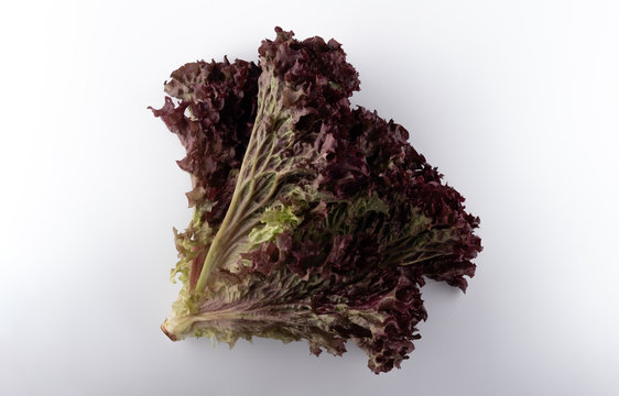 bunch of fresh lollo rosso lettuce on a white background close-up
