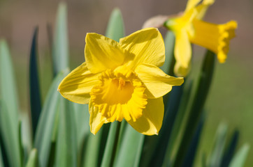 Yellow Narcissus - daffodil on a green background.