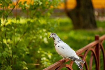A white dove sits on an iron fence. Bird. Summer. Animal world.