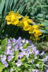Fototapeta premium Yellow Narcissus - daffodil on a green background.