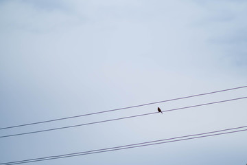 A lone bird sits on wires against the blue sky. Spring birds. birds of Europe. tit Flycatcher. chooses what to eat