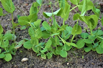 Pędy zielonego grochu © merko