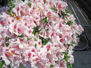 Light pink  azalea flower