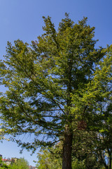 green trees against blue sky