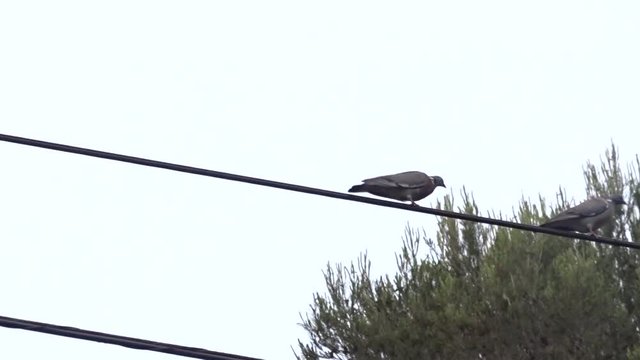 palomas posadas sobre un cable
