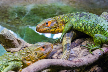 Obraz premium The Northern caiman lizard lies on the trunk. It is a species of lizard found in northern South America. The body of the caiman lizard is very similar to that of a crocodile. 