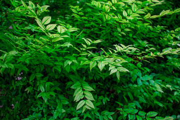 Green leaf background, nature background.