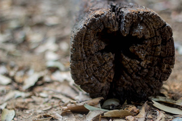 Close-up of Isolated stub log with wooden texture.
