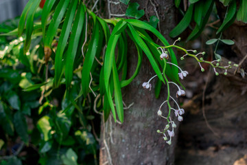 Orchids leaves and Aerial roots of orchids close-up in the park on green natural background.