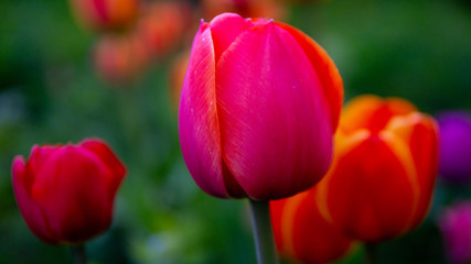 Beautiful blooming pink Tulip, Bud