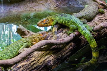 The Northern caiman lizard lies on the trunk. 
It is a species of lizard found in northern South...