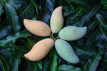 Delicious golden mango fruit on  green leaf background. Ripe yellow Barracuda mangos. Tropical...
