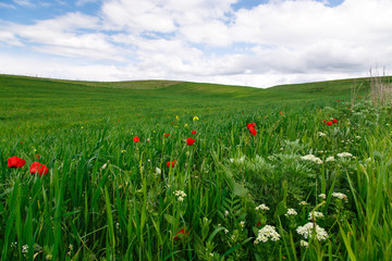 Blooming meadow of red poppies. Beautiful summer landscape with blooming poppies field. Kyrgyzstan Tourism and travel.
