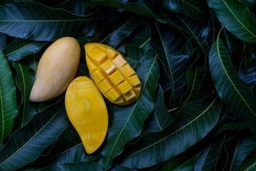 Delicious golden mango fruit on  green leaf background. Ripe yellow Barracuda mangos. Tropical...
