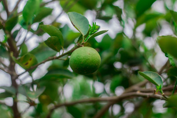 Close up of green lemons hanging from a tree in a green lemon grove.