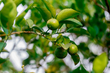 Close up of green lemons hanging from a tree in a green lemon grove.