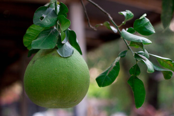 Pomelo, ripening fruits of the pomelo, natural citrus fruit, green pomelo hanging on branch of the tree on background of green leaves, close-up