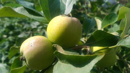 green apple on tree