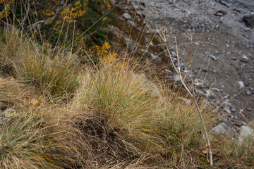 grass in the mountain