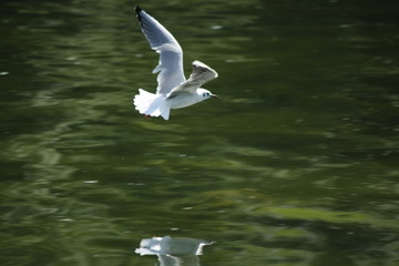 seagull in flight