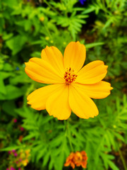 yellow flower in the garden