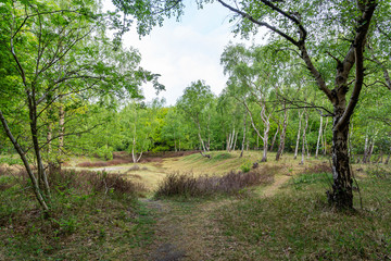 View during the spring on a forest with a heather field surrounded by birch trees