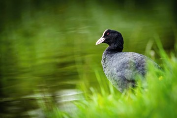 A wild bird, Eurasian coot, with black feathers, white beak and red eye standing on lake shore with fresh green grass. Dark green water in the background.