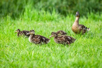 A female mallard duck with her cute brown variegated ducklings walking in fresh green grass on a spring day.