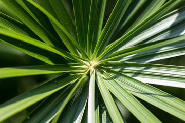 Fototapeta premium Green Small Leaf of Papyrus tree.
