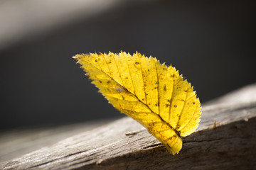 yellow leaf.