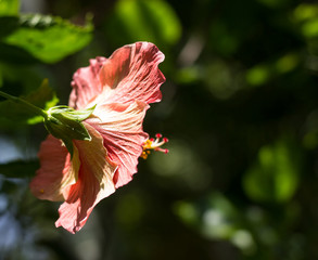 Close up of red Hibiscus rosa-sinensis