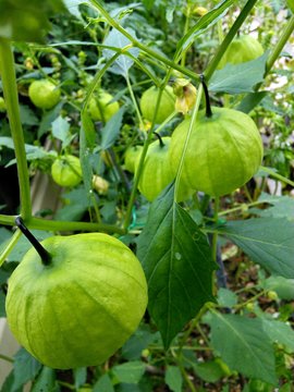 Close-up Of Tomatillo Growing On Plant