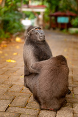 Tongkoko National Park