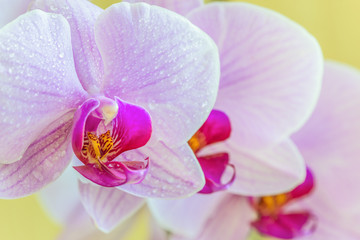 Naklejka na ściany i meble Beautiful light-purple phalaenopsis orchid flower, known as fluttering butterflies. Macro.