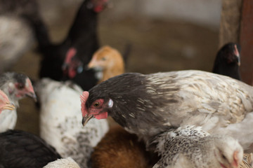 free range hens