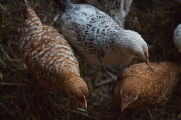 chicken in the farm