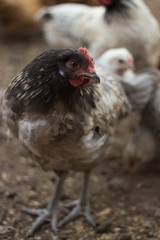 chicken in the farm