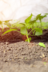 A young green seedlings of pepper