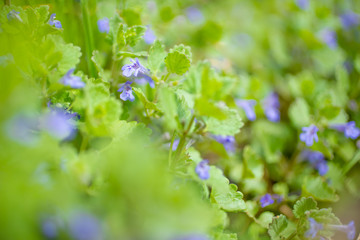 Obraz premium Floral background with small purple flowers