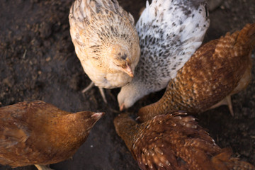 young hen in the farm