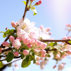 branch blossom apple tree and blue sky