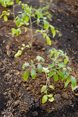A young green seedlings of tomato