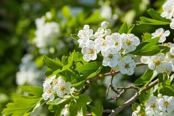 Crataegus laevigata blooming in a sunny weather. Flowering spring stream, flowers of midland hawthorn, beautiful white flowers on a green background