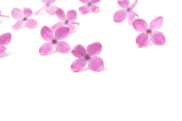 Fototapeta na wymiar Beautiful blossoming lilac on white background. Copy space