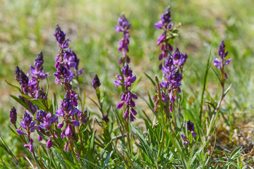 Wild orchids in the meadow (Anacamptis morio), Early Purple Orchids, Orchis mascula