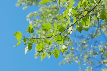 Aspen leaves on a branch in the early spring growing outdoors. Populus tremula. Salicaceae Family. 