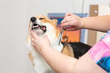 Pet groomer with scissors cut the fur dog corgi. Pet grooming.