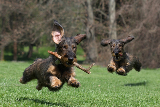 Dachshund dogs running